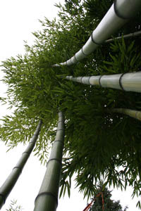 Bambus-Leverkusen: Detailansicht vom Phyllostachys vivax huangwenzhu - Ort: Leverkusen